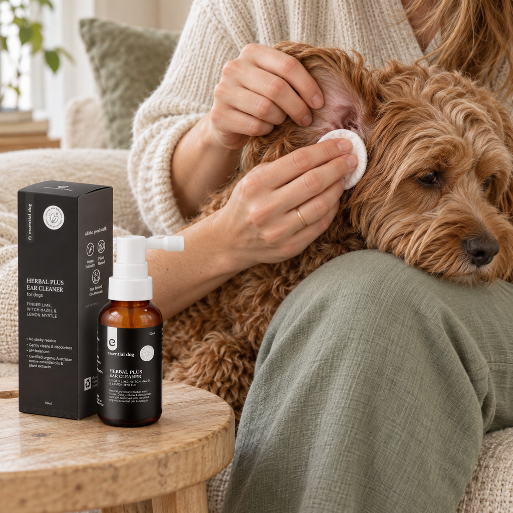 Cavoodle resting on its owner's lap while the outer ear is gently wiped beside Essential Dog Herbal Plus Ear Cleaner