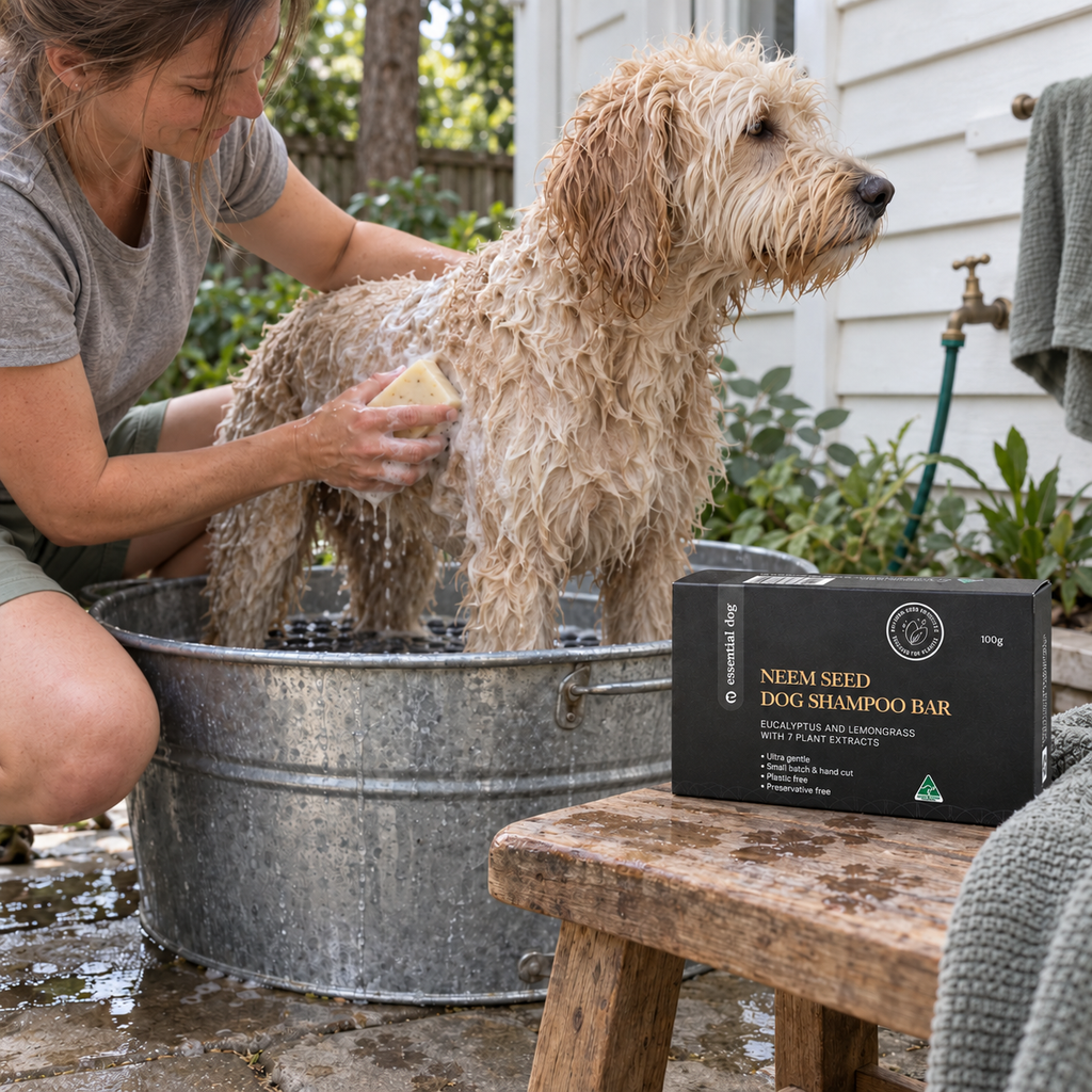 Groodle being washed in an outdoor tub using the Essential Dog Neem and Eucalyptus Shampoo Bar