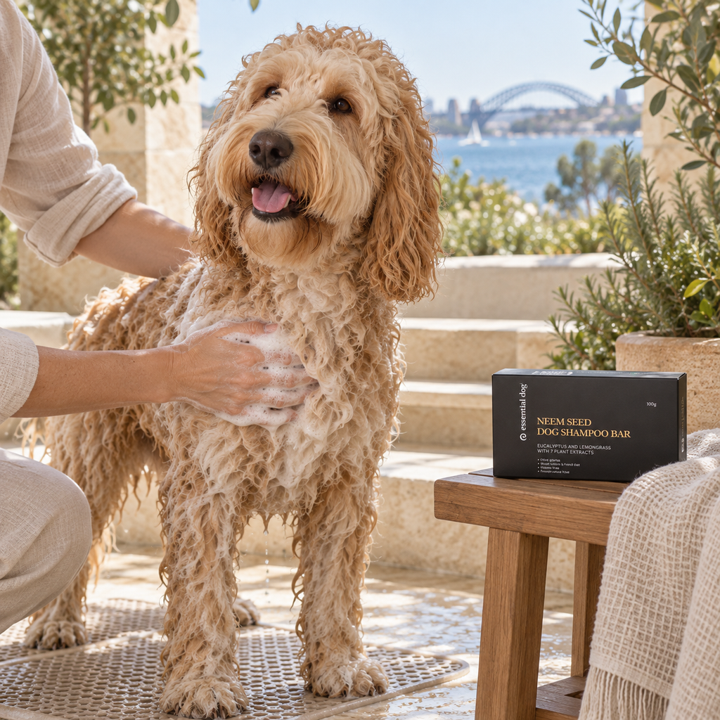 Essential Dog Neem & Eucalyptus Shampoo Bar — 100g in a natural Cavoodle or Groodle care routine at home