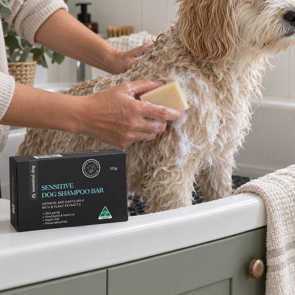 Essential Dog Oatmeal and Goat's Milk Shampoo Bar worked gently through a white Moodle's wet coat in a laundry bath