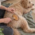 Essential Dog Bamboo Slicker Brush working through a parted section of a reclining Groodle's coat